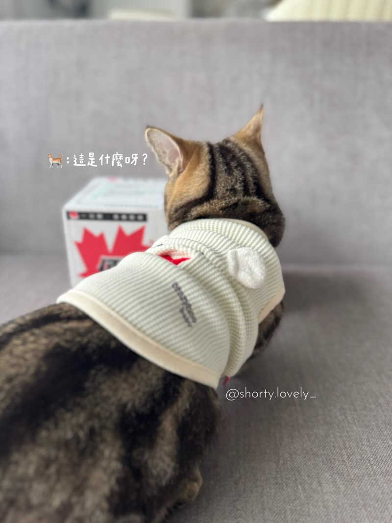 女人知己試用大隊,口碑行銷,部落客行銷,PURRFACT 波菲特貓用主食罐,主食罐,PURRFACT波菲特,貓主食罐,貓罐,PURRFACT波菲特貓用主食罐,魚肉蔓越莓主食罐,鮮嫩雞主食罐,鹿肉雞肉主食罐,牛肉鵪鶉貓主食罐,干貝蠶蛹配方,鱷魚肉白木耳配方,雞肉魚肉配方,安心鶉配方,評價,體驗,適口性佳,心得,成貓適用,高齡貓適用,質地是慕絲狀